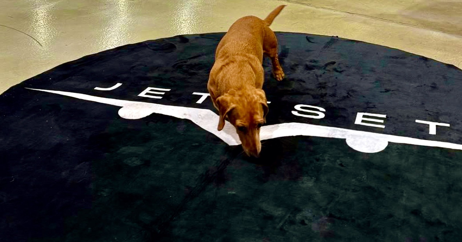 Jettset's own branded carpet in the hangar, with the office dog